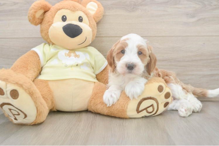 Mini Irish Doodle Puppy for Adoption