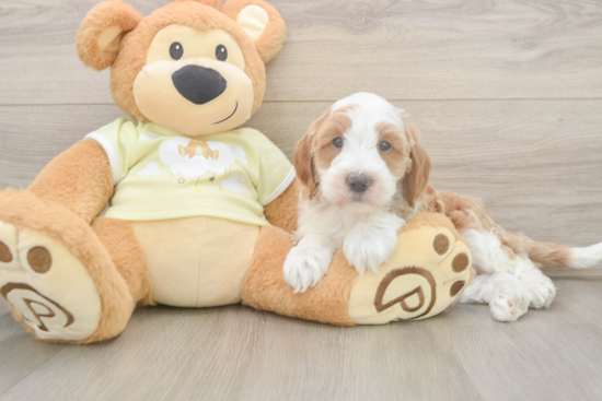 Mini Irish Doodle Puppy for Adoption