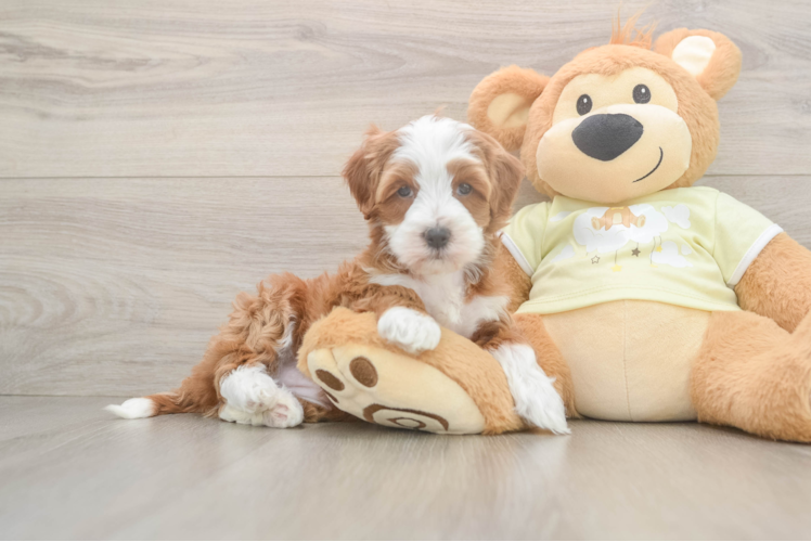 Mini Irish Doodle Puppy for Adoption