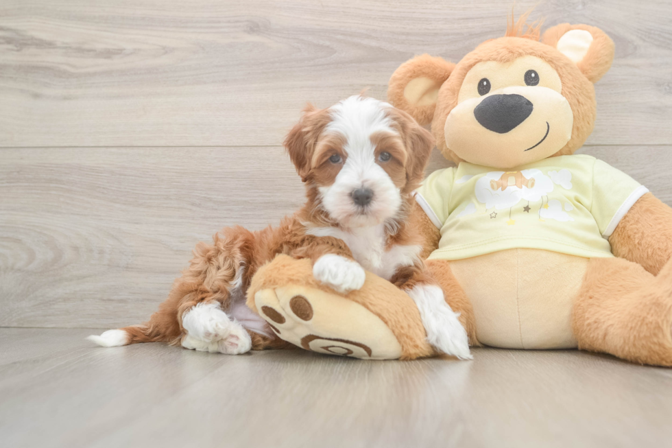 Mini Irish Doodle Puppy for Adoption