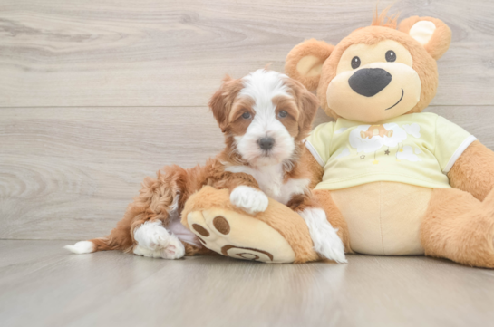 Mini Irish Doodle Puppy for Adoption