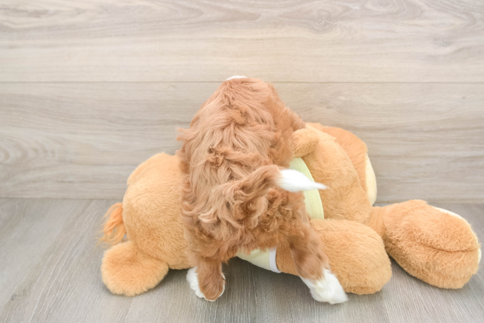 Smart Mini Irish Doodle Poodle Mix Pup