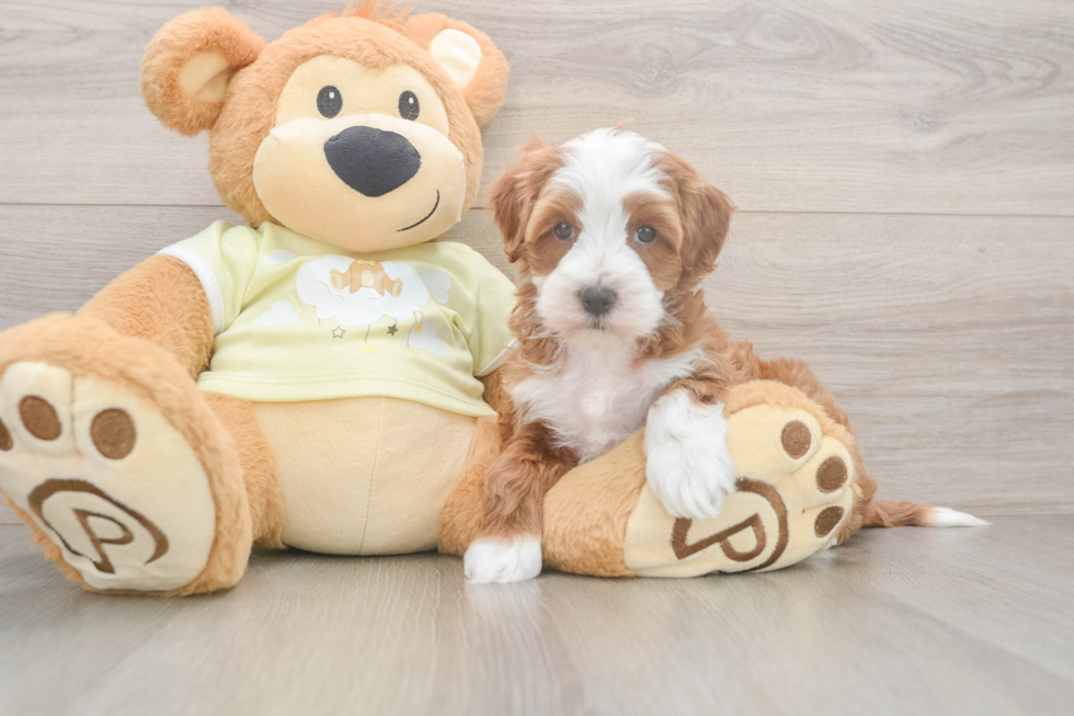 Mini Irish Doodle Pup Being Cute