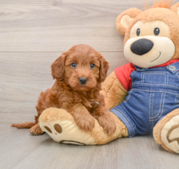 5 week old Mini Irish Doodle Puppy For Sale - Premier Pups