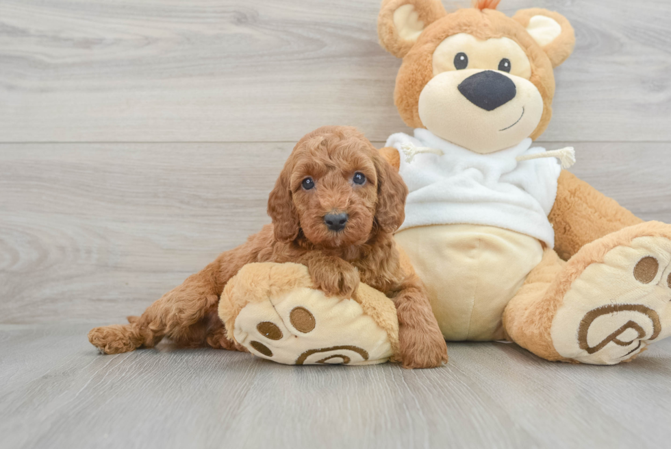 Hypoallergenic Irishdoodle Poodle Mix Puppy
