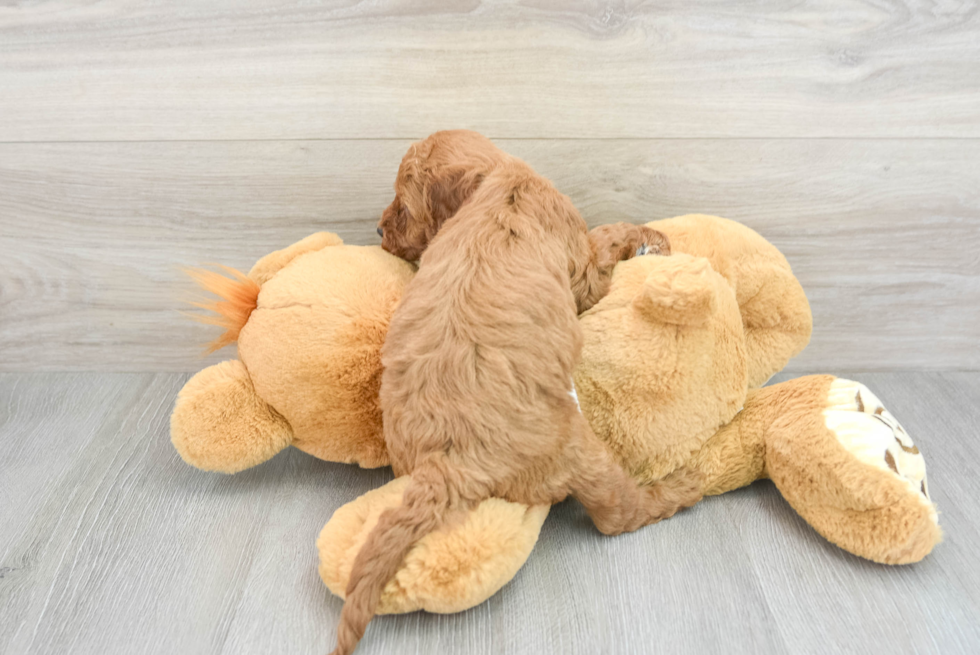 Friendly Mini Irish Doodle Baby