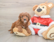 6 week old Mini Irish Doodle Puppy For Sale - Premier Pups