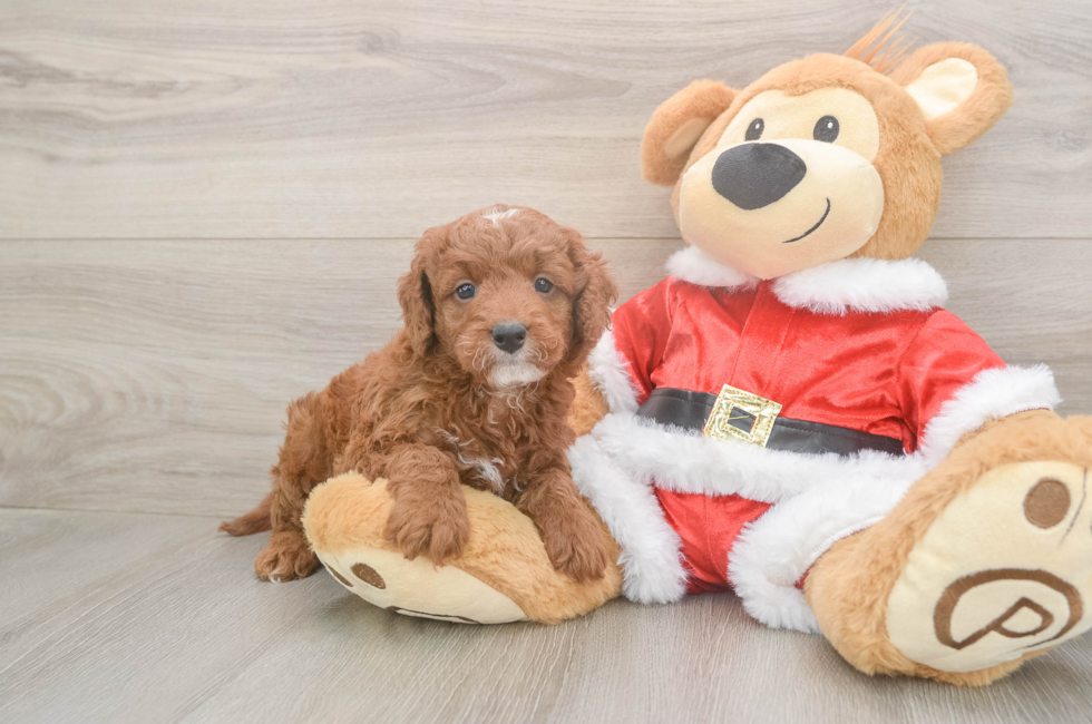 6 week old Mini Irish Doodle Puppy For Sale - Premier Pups