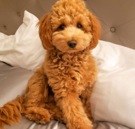 Mini Irish Doodle Puppies For Sale - Premier Pups