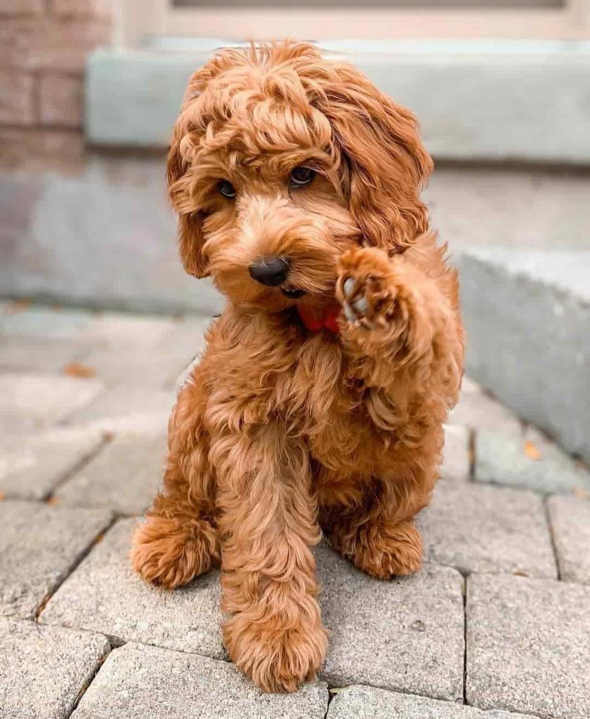 Brown Mini Irish Doodle giving paw