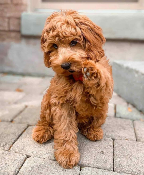 Brown Mini Irish Doodle giving paw