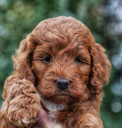 Mini Irish Doodle Puppies For Sale - Premier Pups