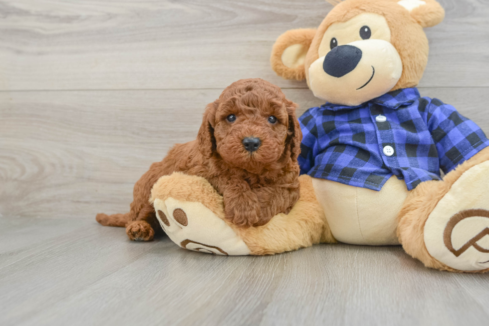 Adorable Mini Irishdoodle Poodle Mix Puppy