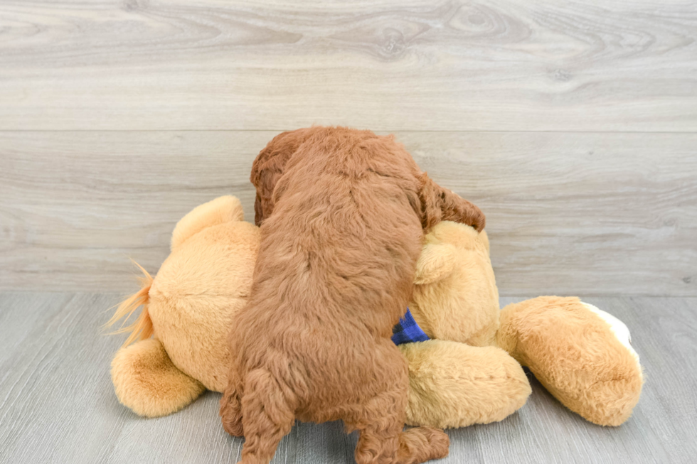 Adorable Irish Poodle Poodle Mix Puppy
