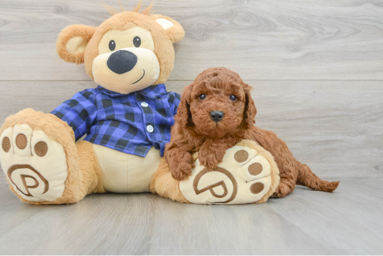 Mini Irish Doodle Puppy for Adoption