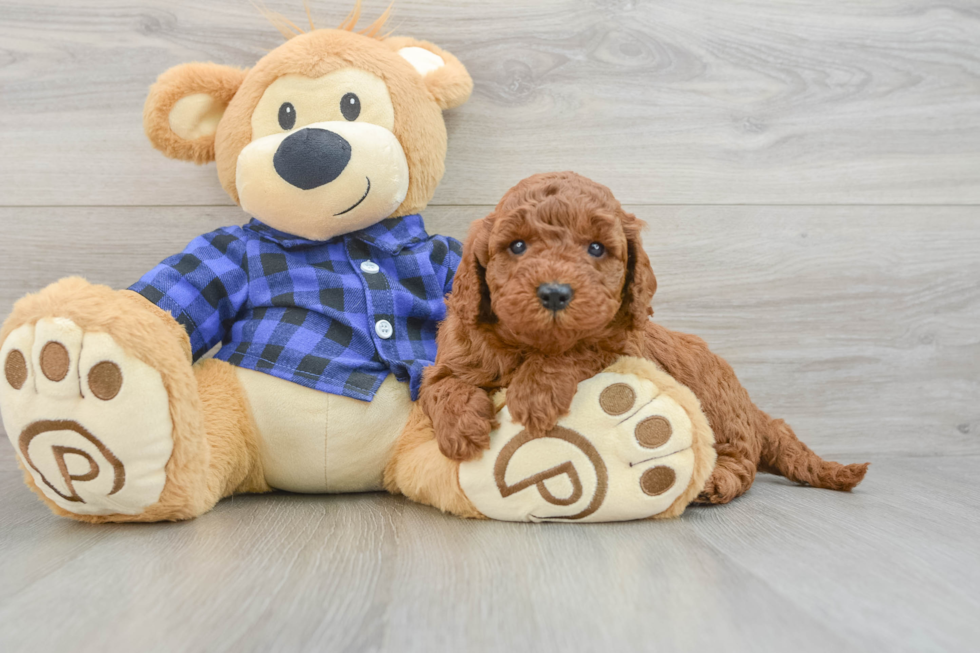 Mini Irish Doodle Puppy for Adoption