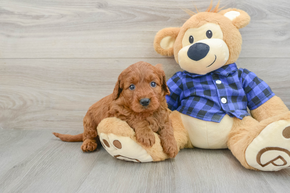 Best Mini Irish Doodle Baby