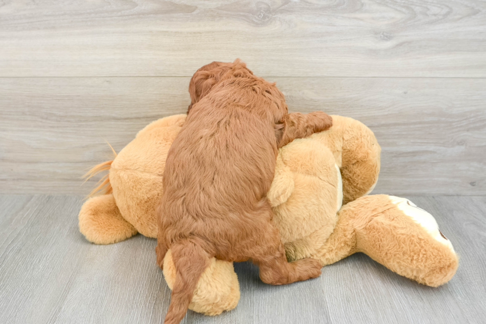 Small Mini Irish Doodle Baby