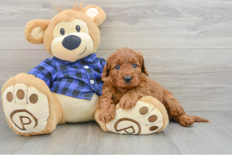 Fluffy Mini Irish Doodle Poodle Mix Pup