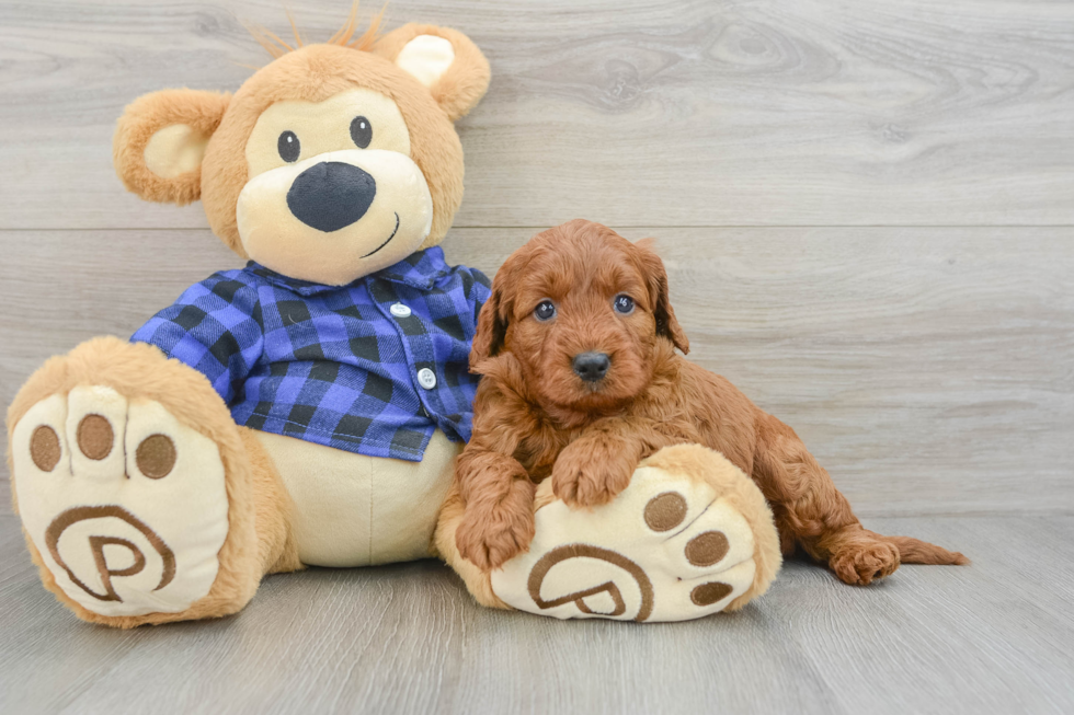Fluffy Mini Irish Doodle Poodle Mix Pup