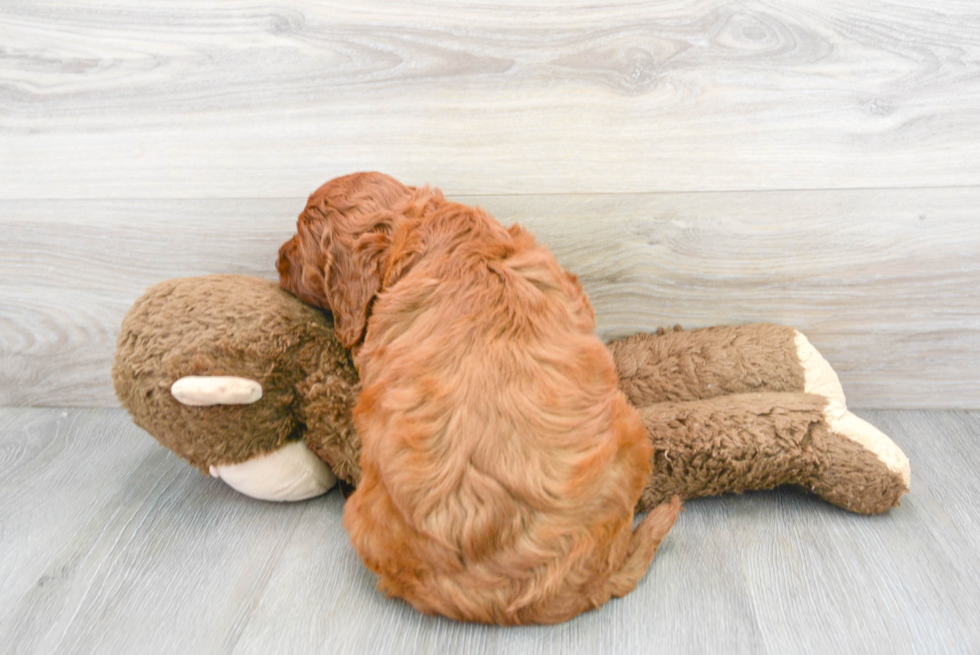 Mini Irish Doodle Puppy for Adoption