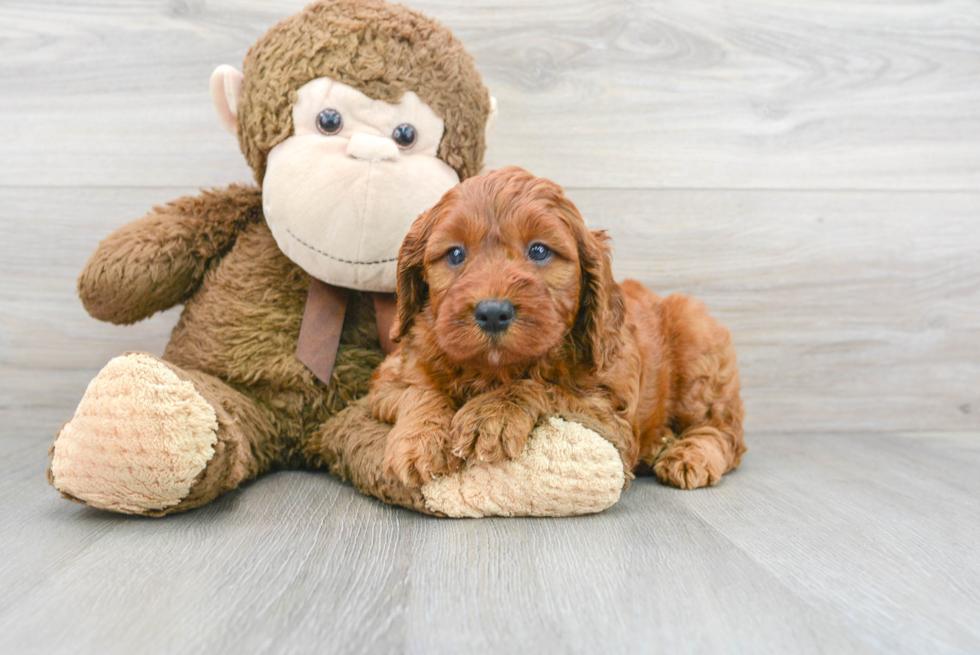 Mini Irish Doodle Pup Being Cute