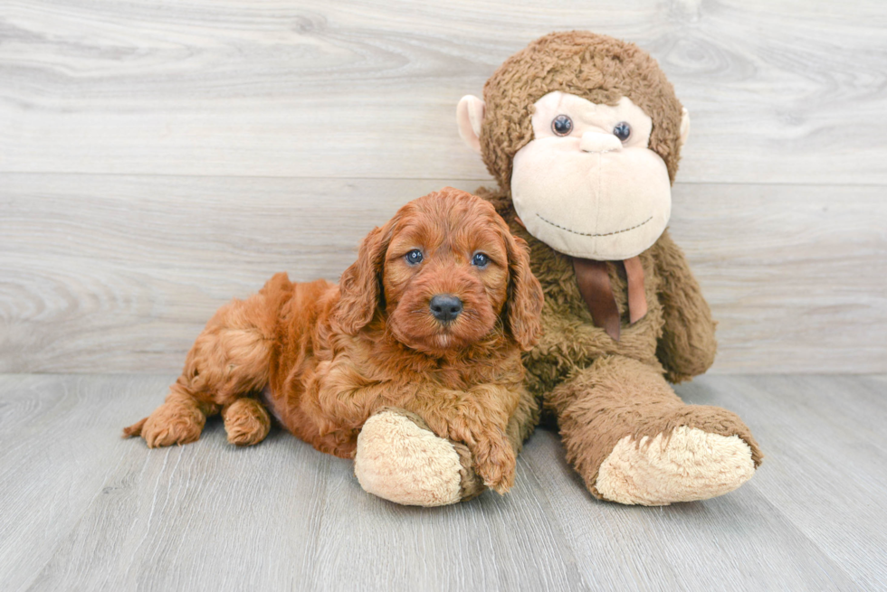 Mini Irish Doodle Puppy for Adoption