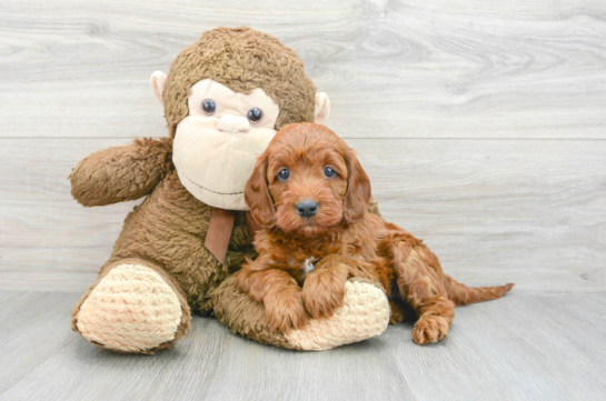 Mini Irish Doodle Pup Being Cute