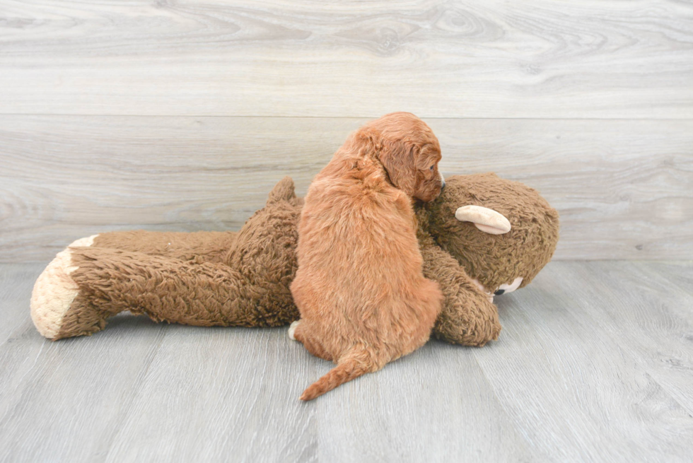 Best Mini Irish Doodle Baby