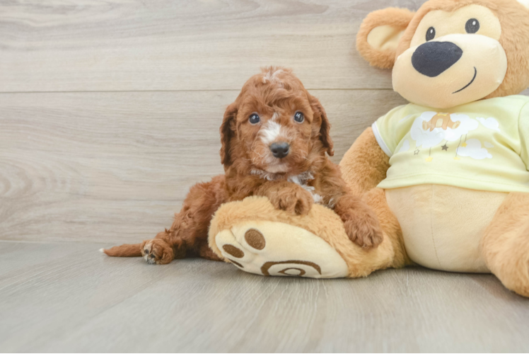 Energetic Setterdoodle Poodle Mix Puppy