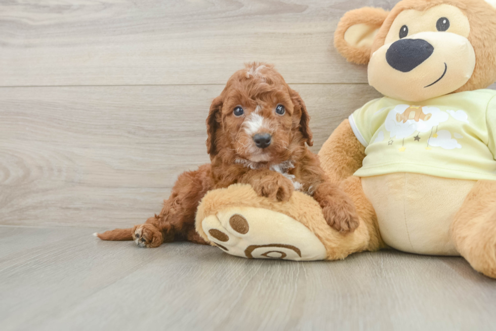 Energetic Setterdoodle Poodle Mix Puppy