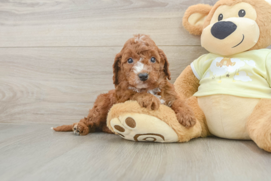 Energetic Setterdoodle Poodle Mix Puppy