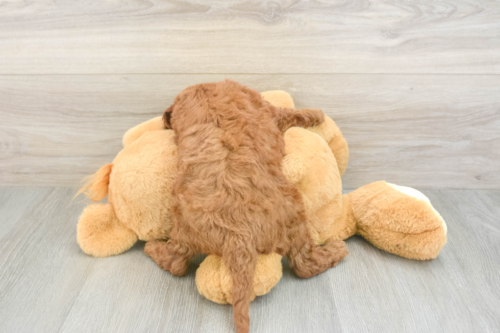 Mini Irish Doodle Pup Being Cute