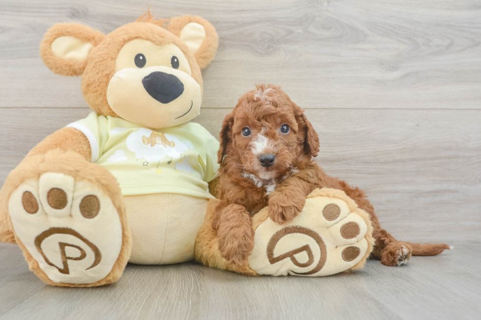 Friendly Mini Irish Doodle Baby