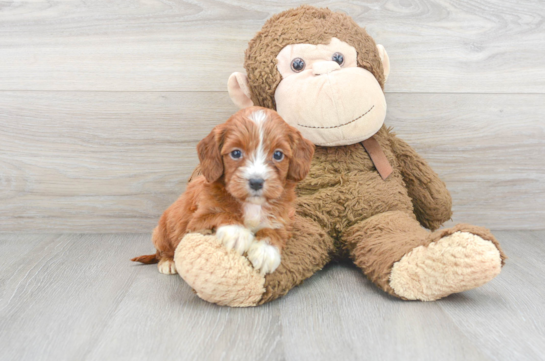 Best Mini Irish Doodle Baby