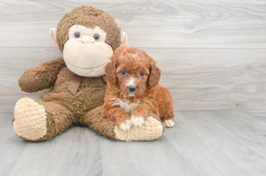 Smart Mini Irish Doodle Poodle Mix Pup