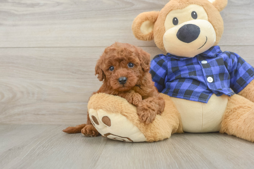 Best Mini Irish Doodle Baby