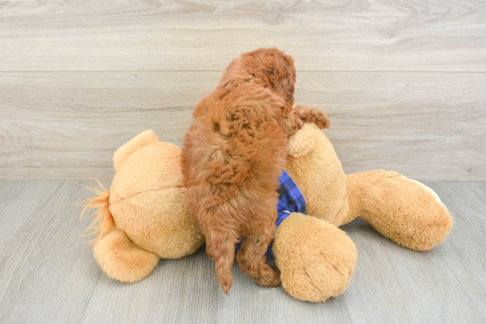 Best Mini Irish Doodle Baby