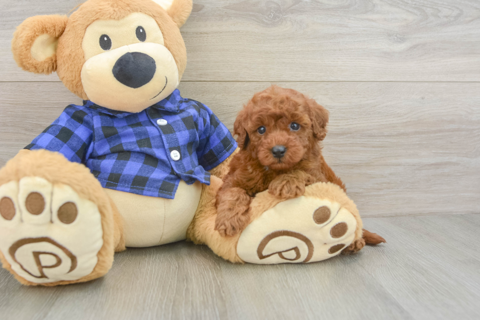 Mini Irish Doodle Puppy for Adoption