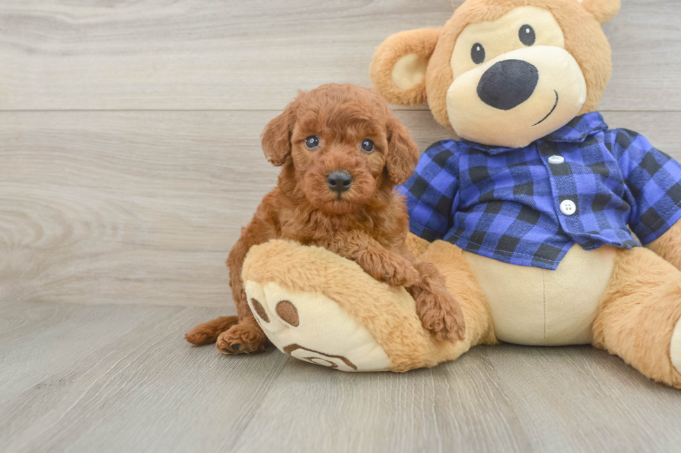 Popular Mini Irish Doodle Poodle Mix Pup