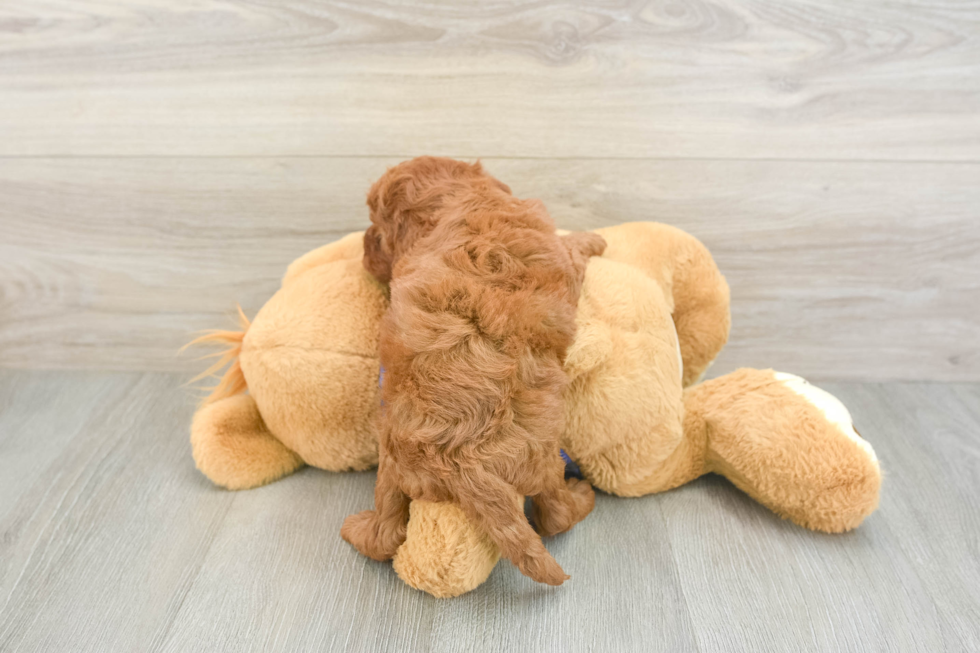 Mini Irish Doodle Puppy for Adoption