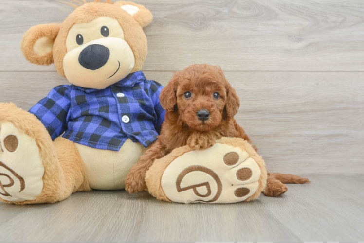 Mini Irish Doodle Puppy for Adoption