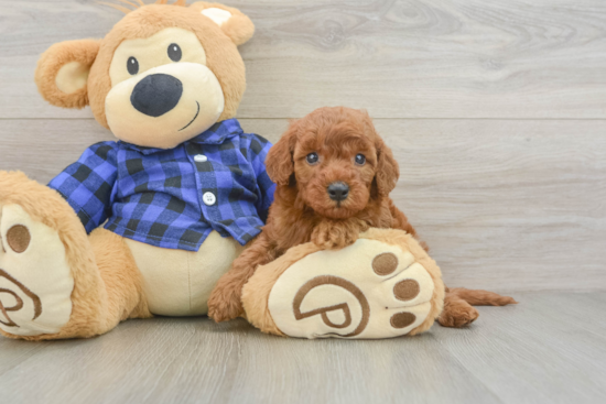 Mini Irish Doodle Puppy for Adoption