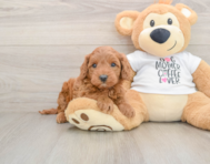 6 week old Mini Irish Doodle Puppy For Sale - Premier Pups