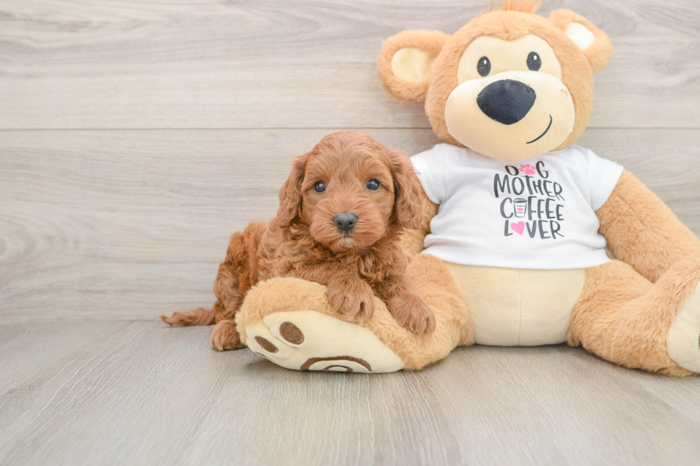 Sweet Mini Irish Doodle Baby