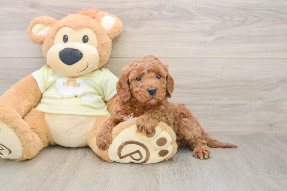 Fluffy Mini Irish Doodle Poodle Mix Pup