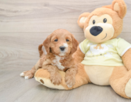 5 week old Mini Irish Doodle Puppy For Sale - Premier Pups