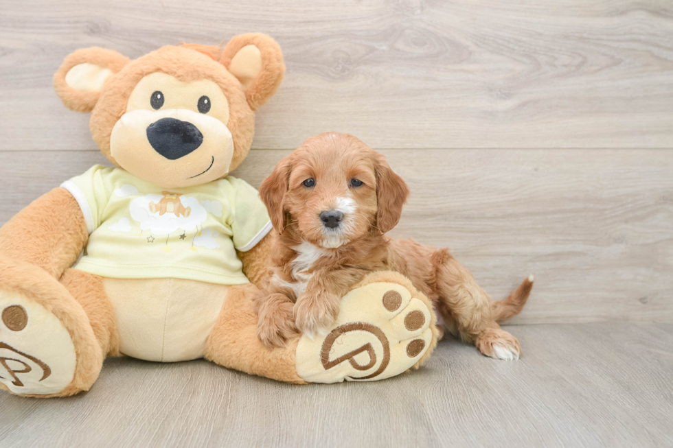 Cute Mini Irish Doodle Baby