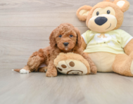 6 week old Mini Irish Doodle Puppy For Sale - Premier Pups