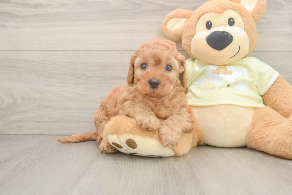 Fluffy Mini Irish Doodle Poodle Mix Pup